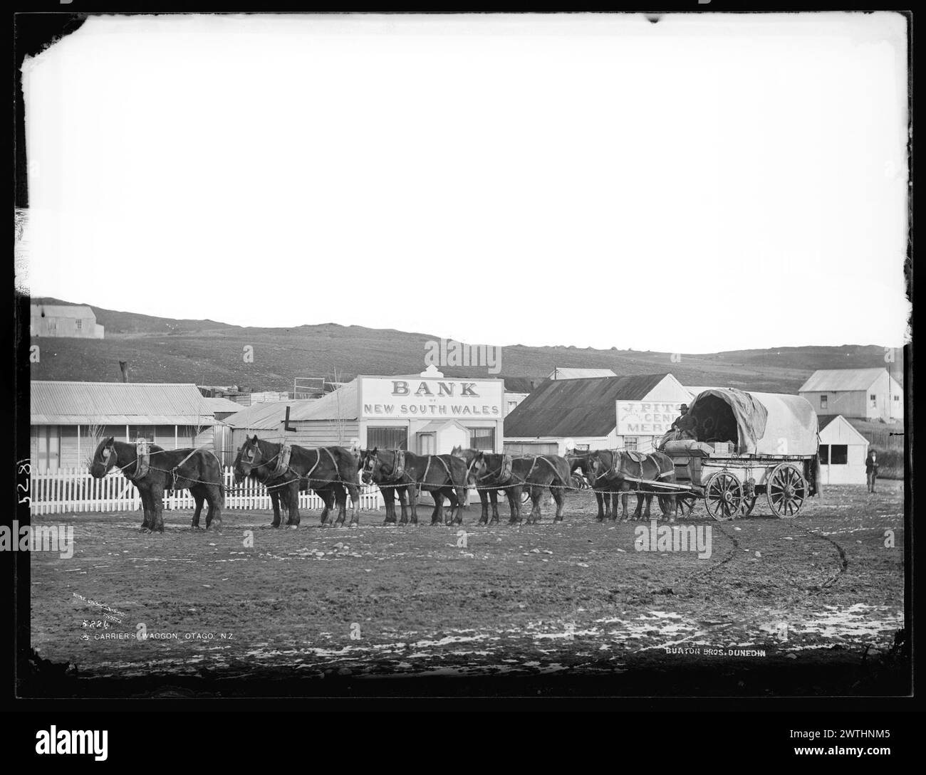 Carrier's Waggon, Otago, NZ négatifs collodion humide, négatifs noir et blanc Banque D'Images