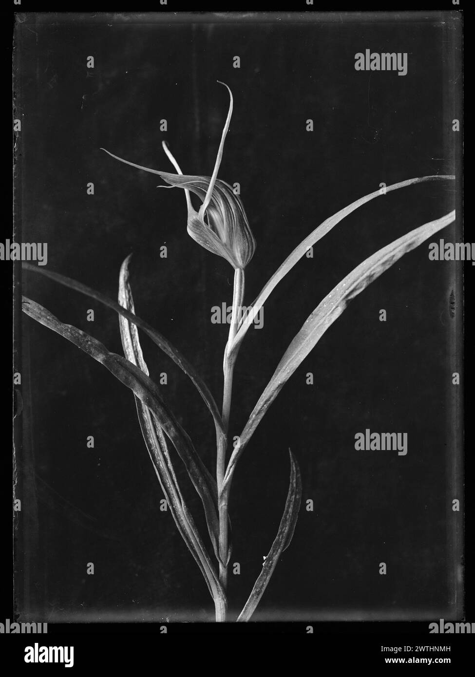 Négatifs argentés en gélatine Pterostylis banksii, négatifs noir et blanc Banque D'Images