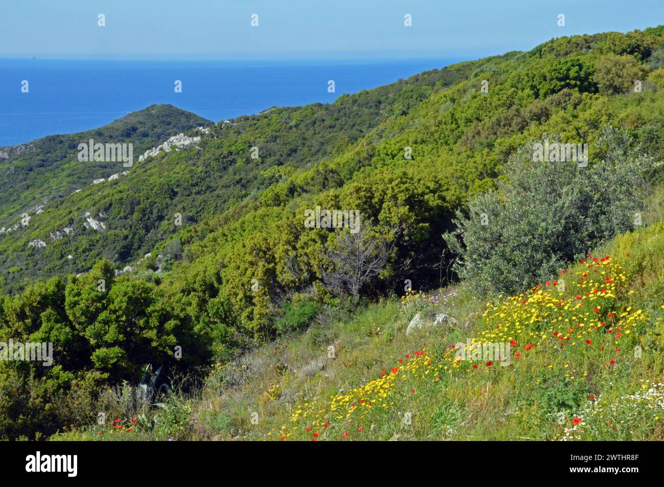 Grèce, Île de Corfou, Porto Timoni : vue sur le promontoire avec des fleurs de printemps au premier plan. Banque D'Images