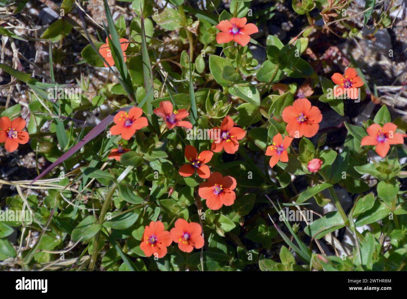 Fleurs de Scarlet Pimpernel (Anagallis arvensis). Corfou, Grèce. Banque D'Images