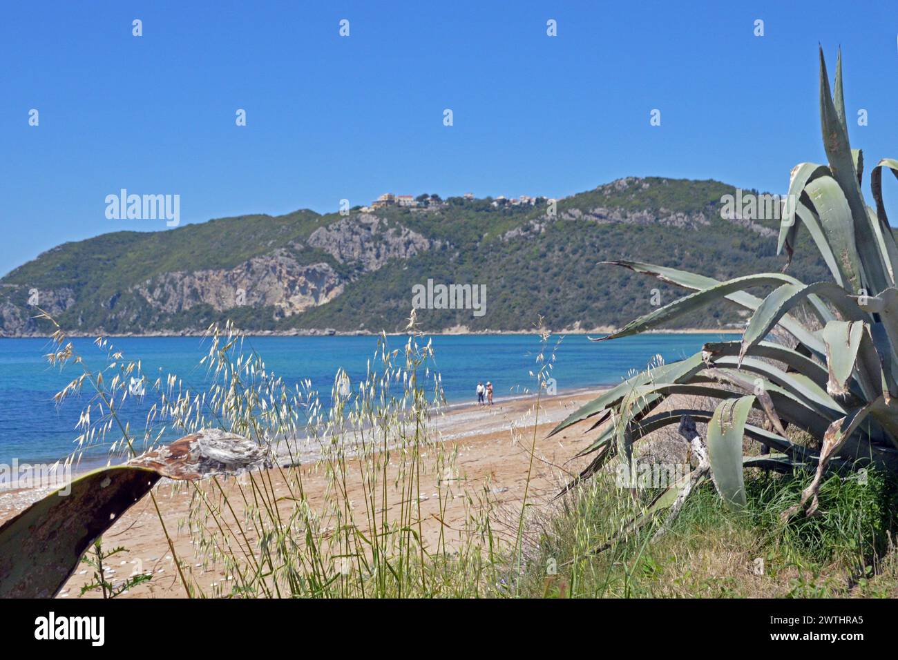Grèce, Île de Corfou, Agios Georgios : vue de Porto Timoni, au sommet de sa falaise, depuis la plage d'Agios Georgios, avec Agave au premier plan. Banque D'Images