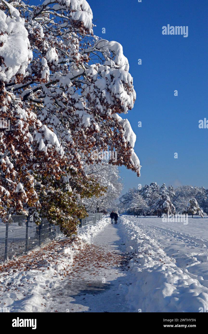 Allemagne, basse-Bavière, Unterschleissheim : scène de neige avec promeneurs et arbres chargés de neige. Banque D'Images