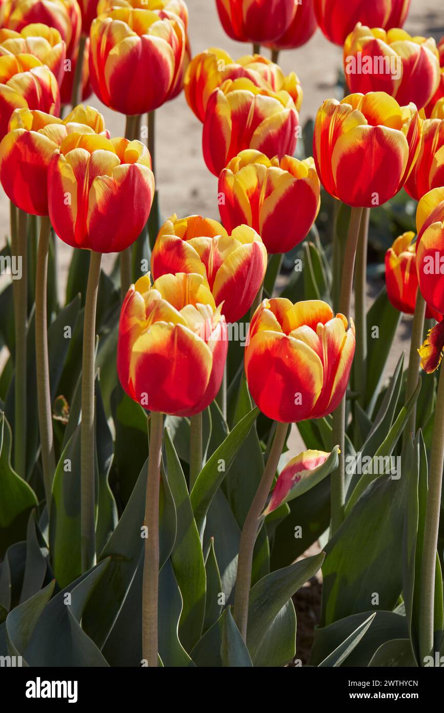 Tulip Rambo fleurs dans les couleurs rouge et jaune à la lumière du soleil de printemps Banque D'Images