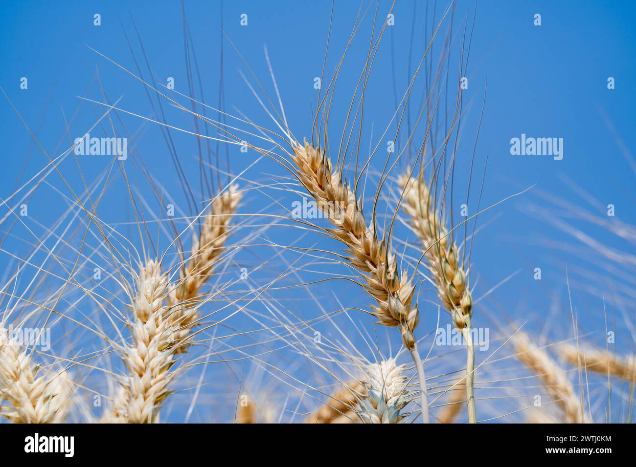 Gros plan de l'orge cultivée dans le champ d'orge Banque D'Images