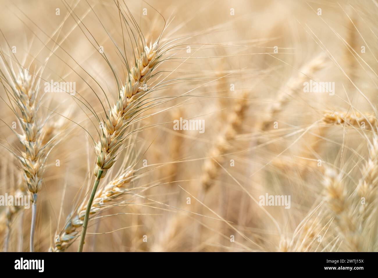Gros plan de l'orge cultivée dans le champ d'orge Banque D'Images
