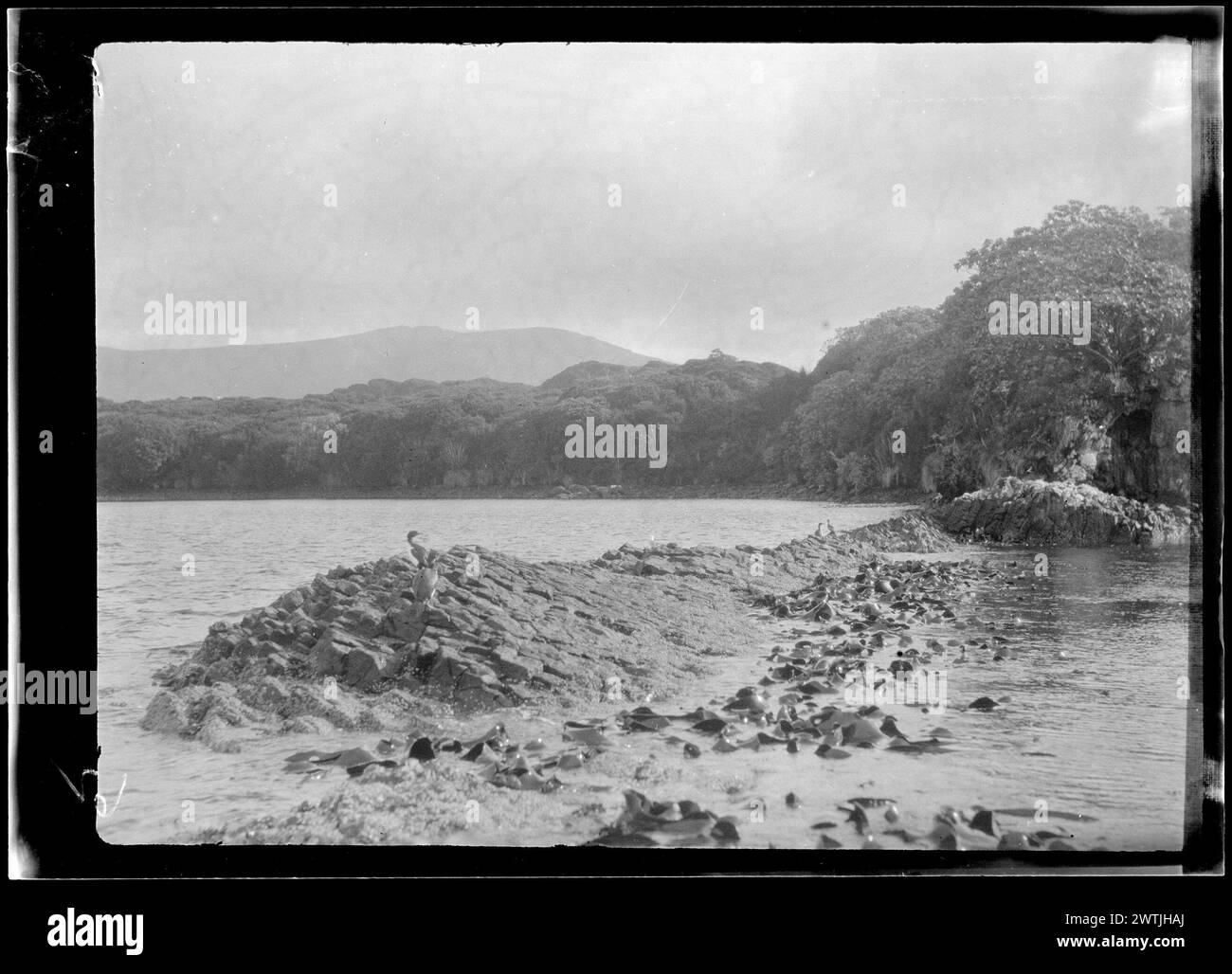 Phalacrocorax colensoi (Phalacrocoracidae) négatifs argentés en gélatine, négatifs noir et blanc Banque D'Images