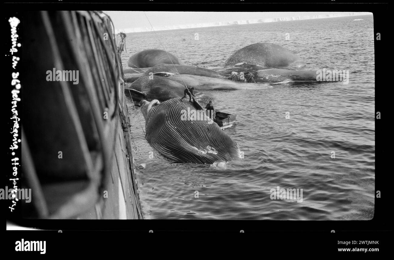 Croisière en 36 au-dessous du point de congélation négatifs nitrés, négatifs noir et blanc Banque D'Images
