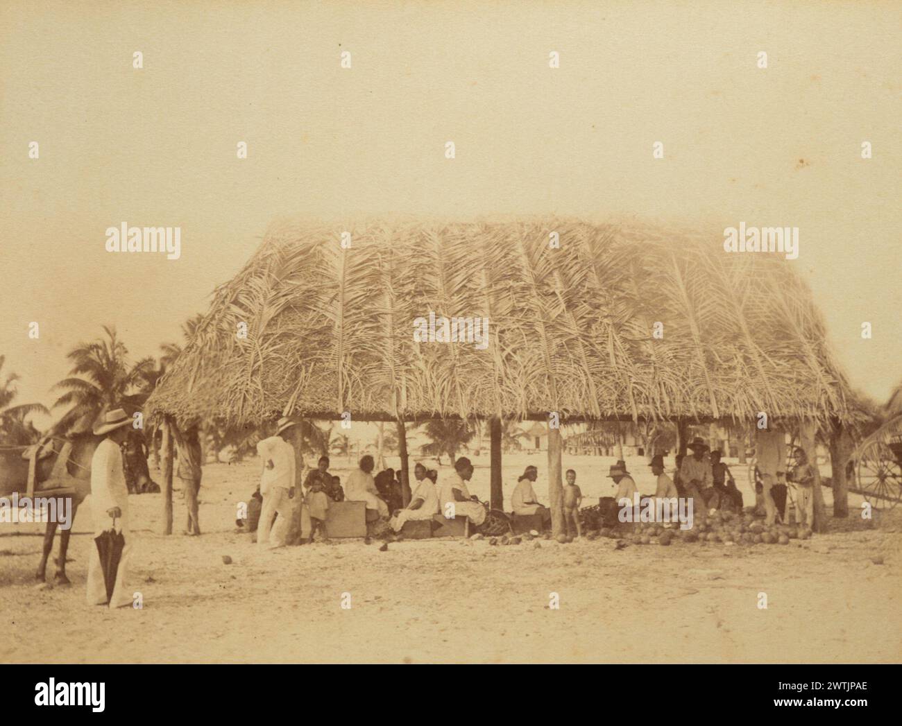 Copra Cutting Swains Island. De l'album : vues dans les îles du Pacifique tirages photographiques, tirages noir et blanc, tirages à l'albumen Banque D'Images