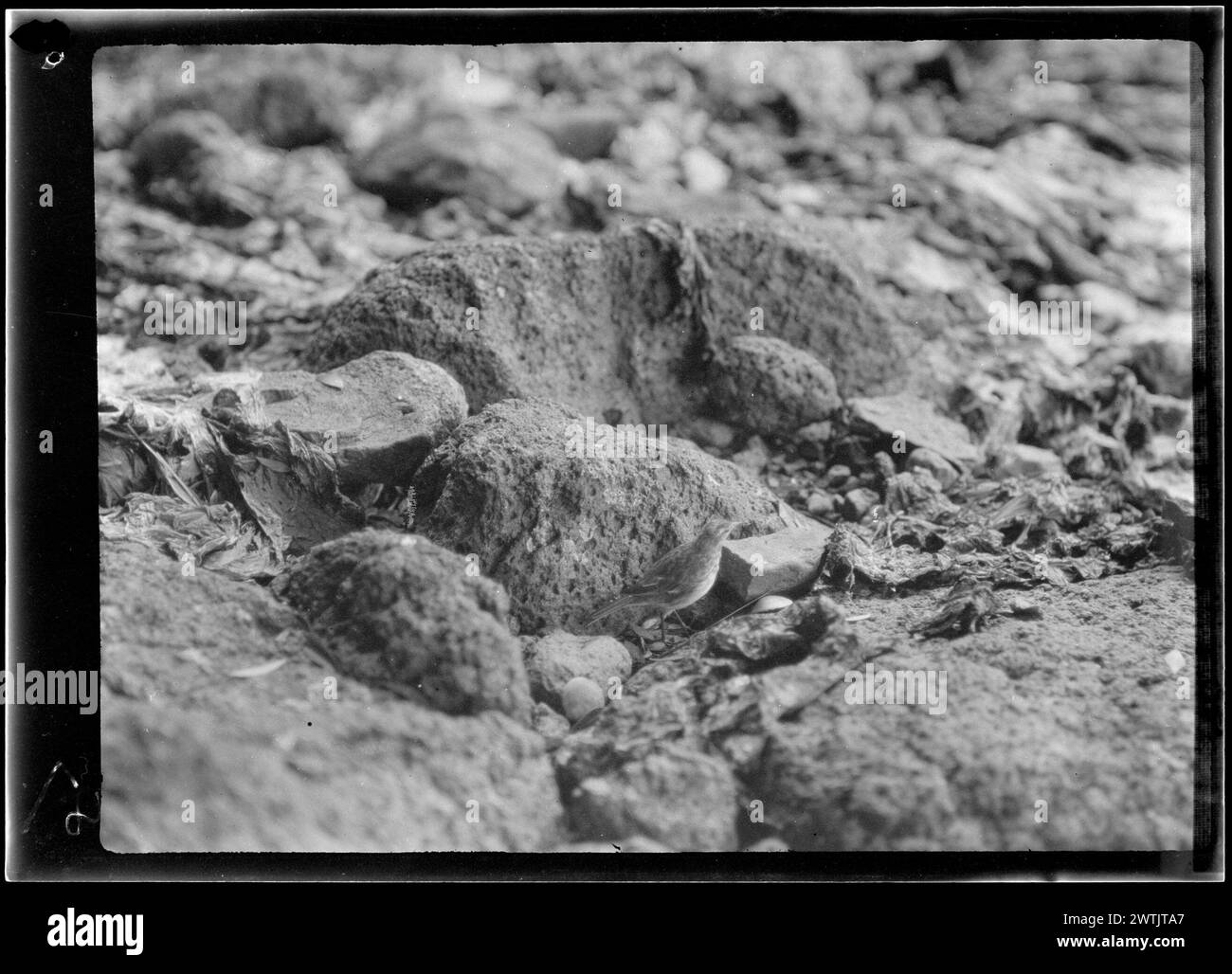 Anthus novaeseelandiae aucklandicus (Passeriformes) négatifs argentés gélatineux, négatifs noir et blanc Banque D'Images