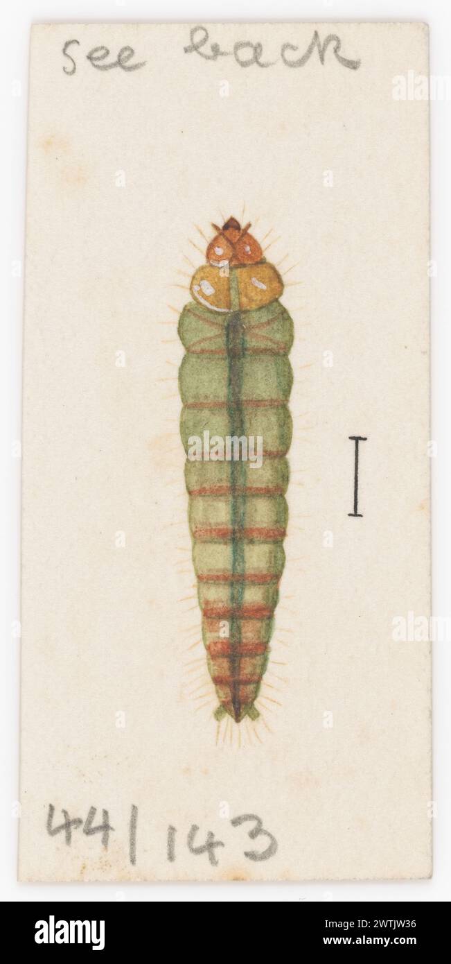 Entomologie aquarelle aquarelles, travaux sur papier Banque D'Images