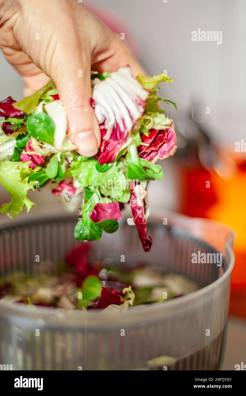 Femme lavant les feuilles de salade dans la centrifugeuse. Préparation saine du déjeuner dans la cuisine à la maison. Concept Keto. Banque D'Images