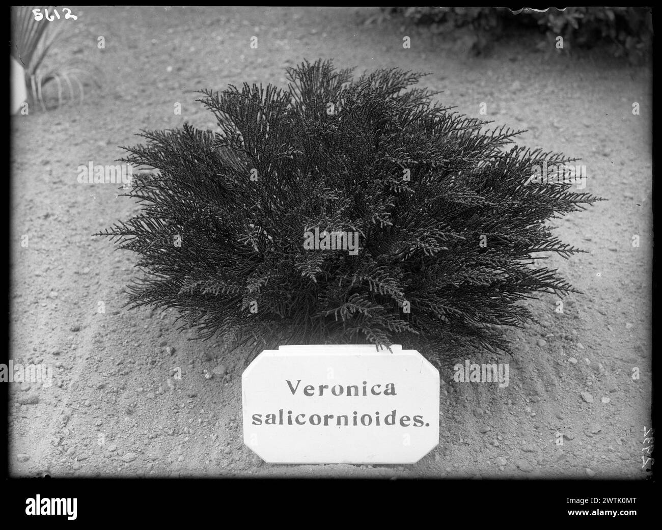 Veronica salicornioides (Scrophulariaceae) négatifs argentés en gélatine, négatifs noir et blanc Banque D'Images