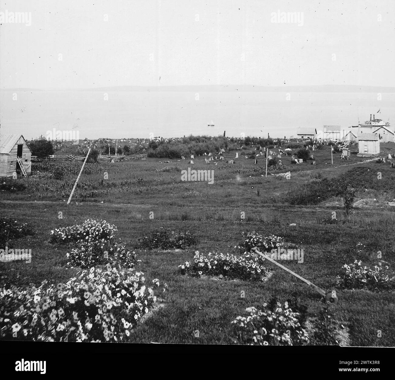 Transparence - lits de pétunia, champs agricoles et lac Témiscaming, ON-QC, vers 1895 Banque D'Images