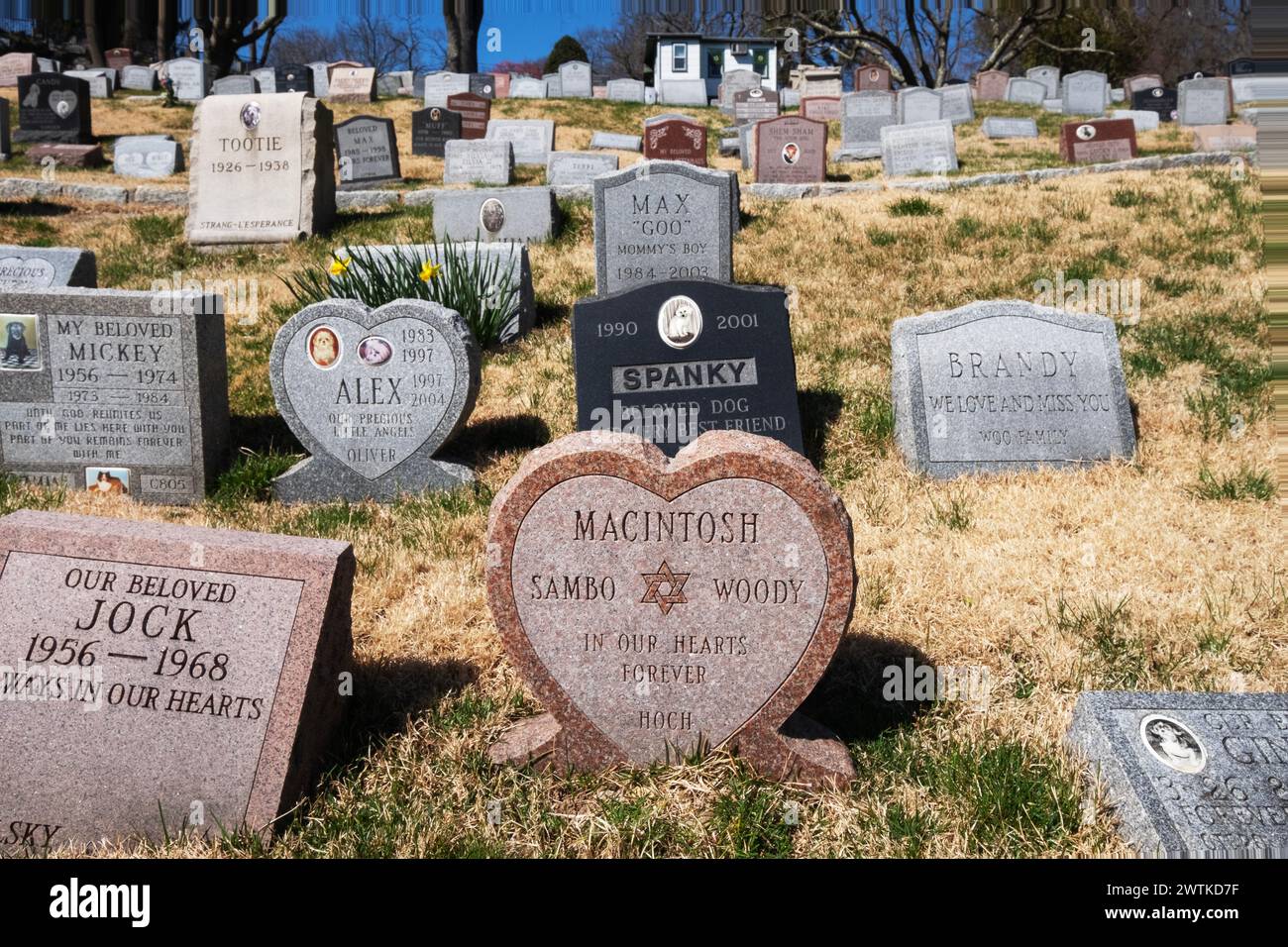Une pierre tombale en forme de cœur avec une étoile de David au cimetière pour animaux de compagnie de Hartsdale à Westchester, New York. Banque D'Images