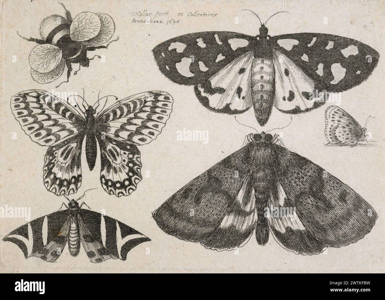 Muscarum scarabeorum ... varie. Plaque 9. Trois papillons de nuit, deux papillons et un bourdon. impressions, gravures, travaux sur papier Banque D'Images
