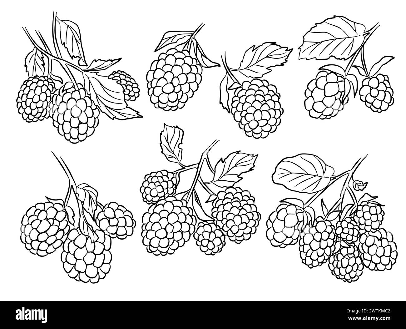 Illustration des branches de contour des mûres. Collection d'illustrations vectorielles Illustration de Vecteur