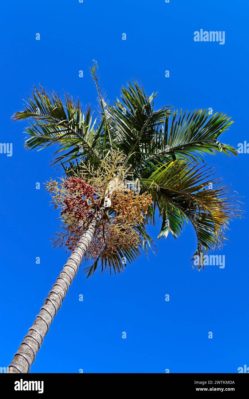 Palmier Carpentaria (Carpentaria acuminata) avec des fruits Banque D'Images