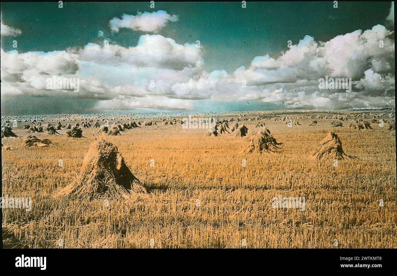 Transparence - avoine dans Stooks, AB, vers 1925 Banque D'Images