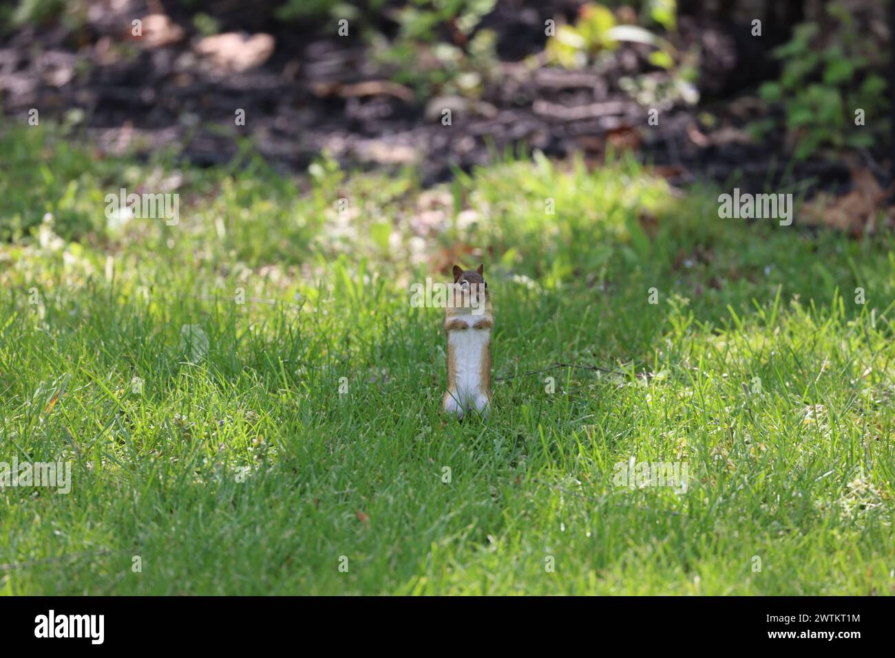 Un petit chipmunk perché dans un champ verdoyant herbeux Banque D'Images