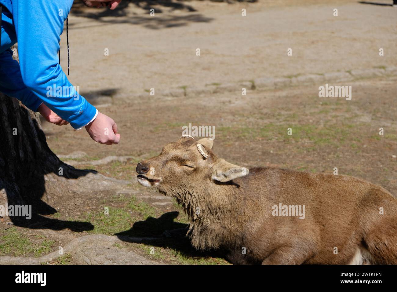 Alimentation des cerfs à Nara Kyoto Japon Banque D'Images
