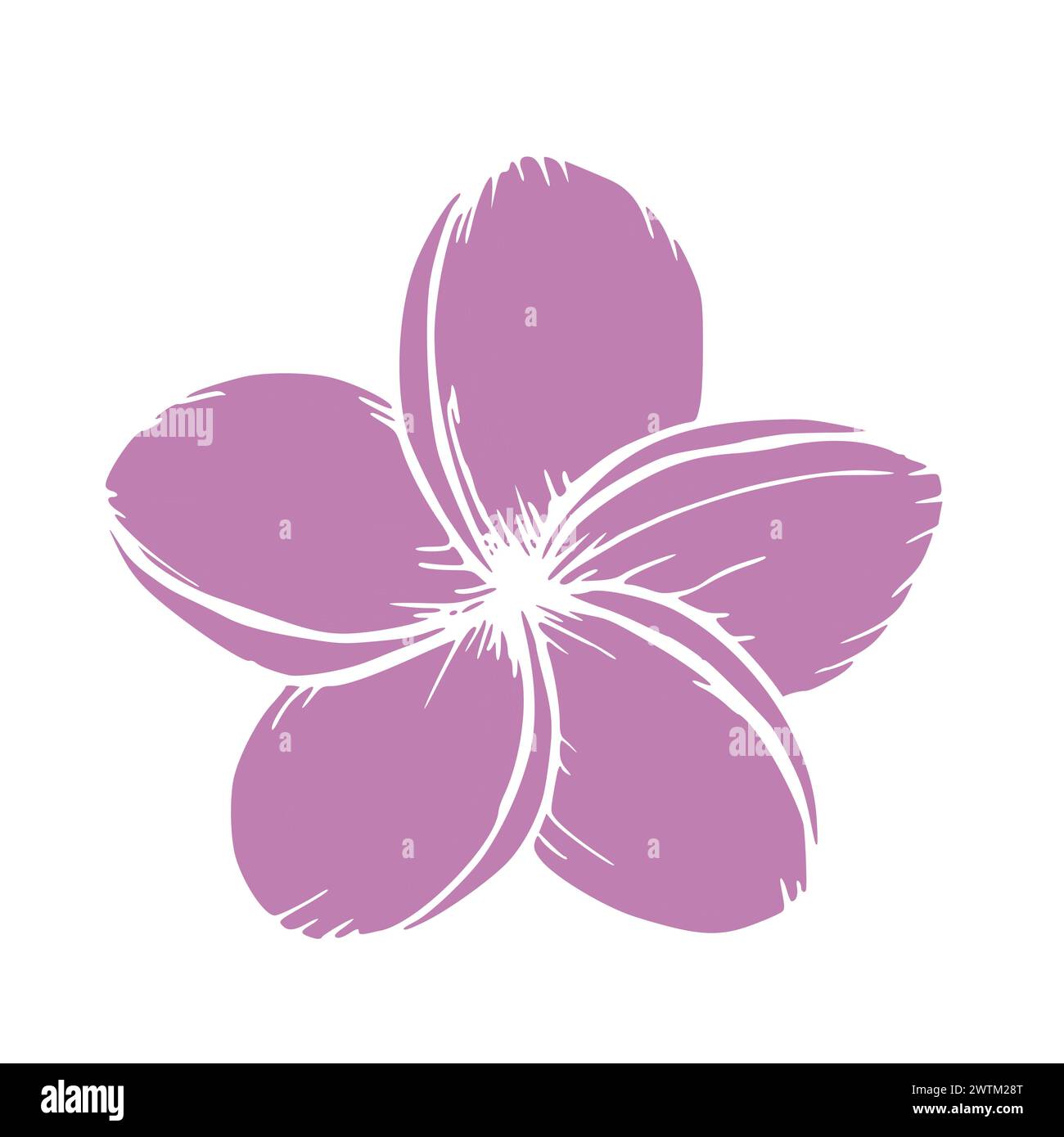 Silhouette tropicale de l'illustration de fleur de plumeria vecteur sur fond isolé. Beau frangipanier exotique peint à la main botanique. Pour les concepteurs, Illustration de Vecteur