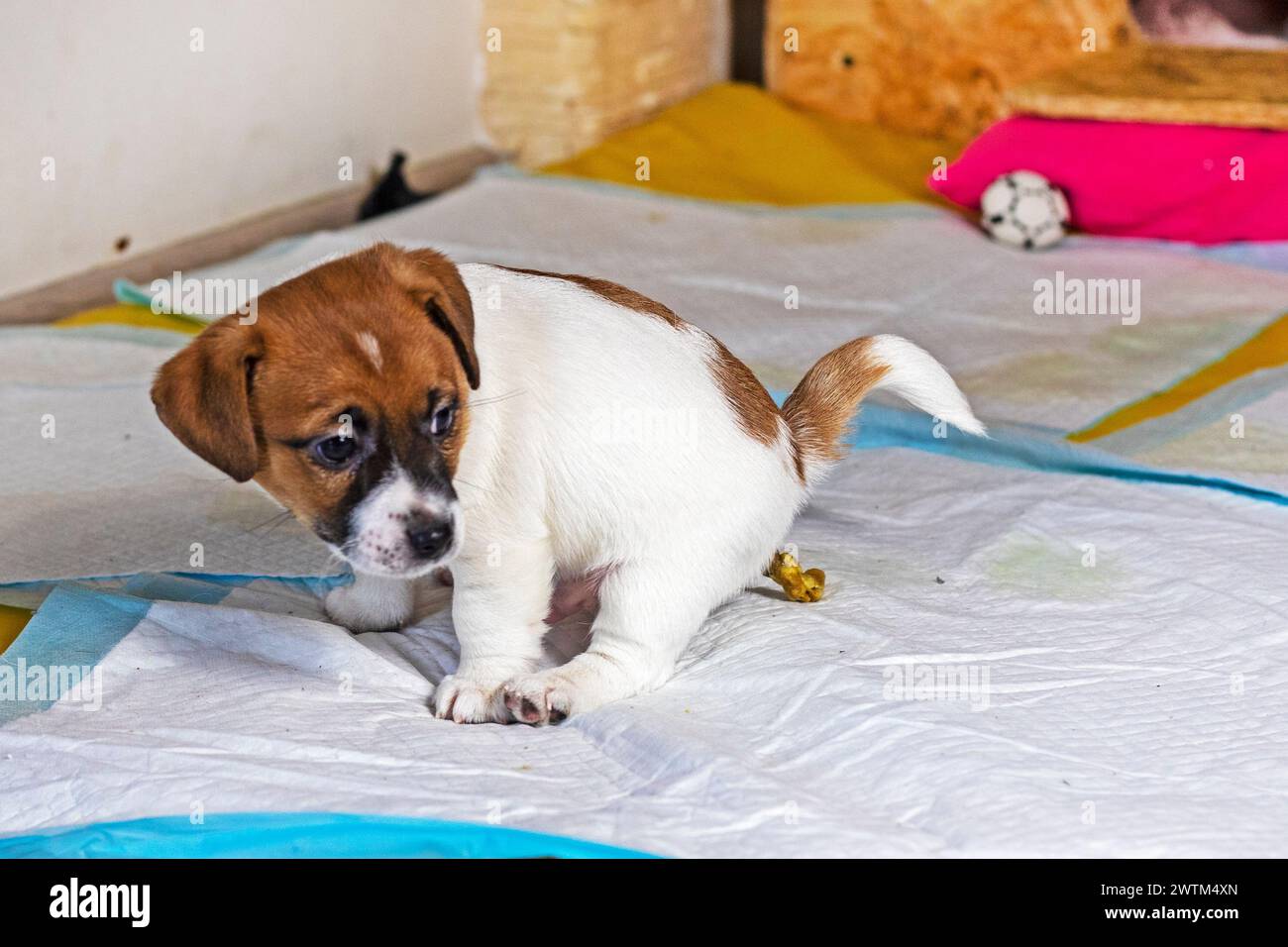 Petit Jack Russell Terrier chiot saute sur la couche. Couche et apprentissage de la toilette pour un chiot Banque D'Images
