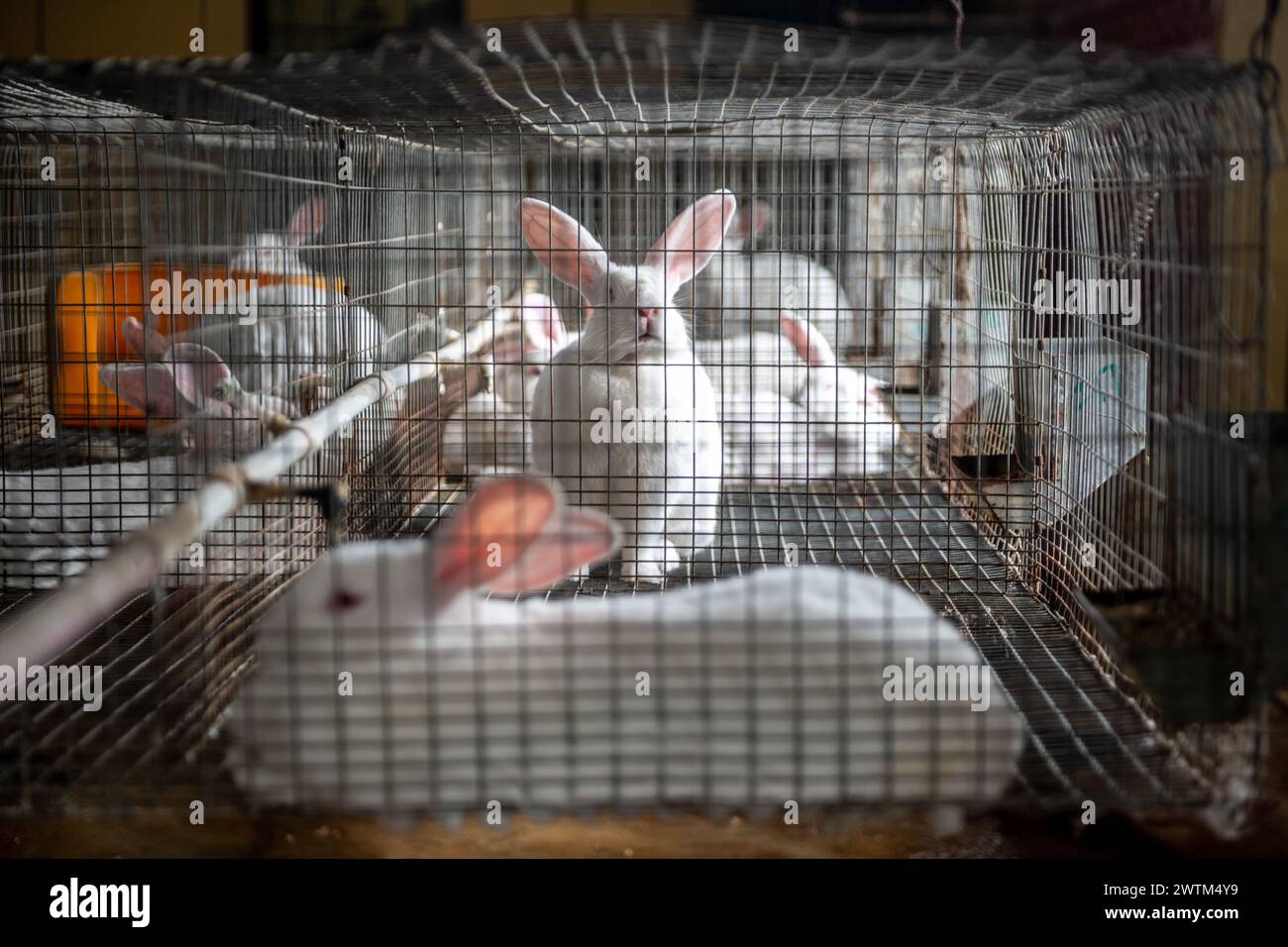 Rabbit Farm à Trinité-et-Tobago Banque D'Images