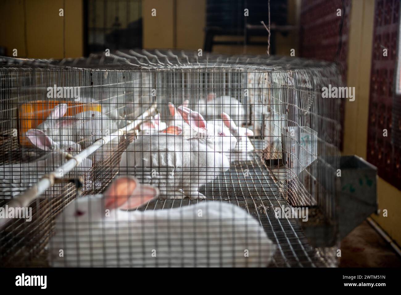 Rabbit Farm à Trinité-et-Tobago Banque D'Images