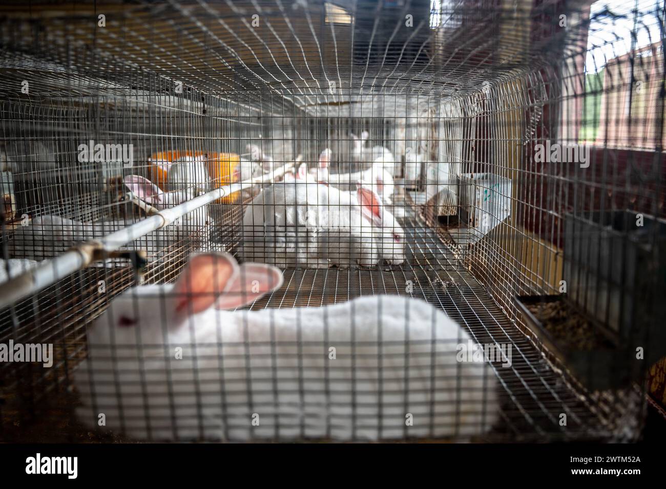 Rabbit Farm à Trinité-et-Tobago Banque D'Images