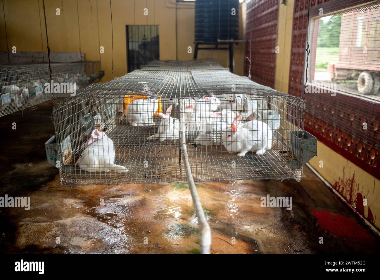 Rabbit Farm à Trinité-et-Tobago Banque D'Images