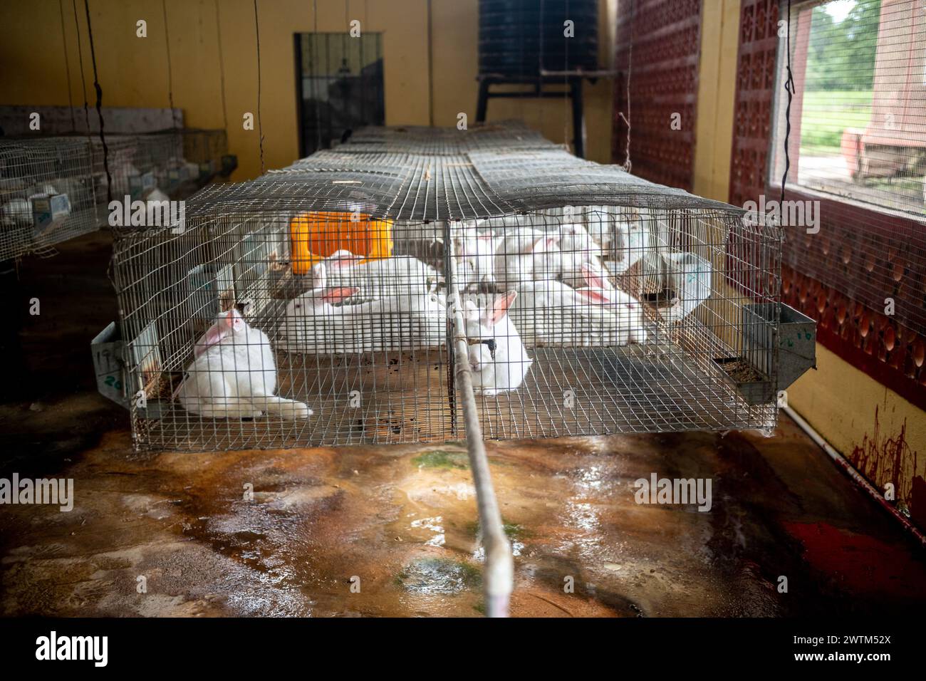 Rabbit Farm à Trinité-et-Tobago Banque D'Images