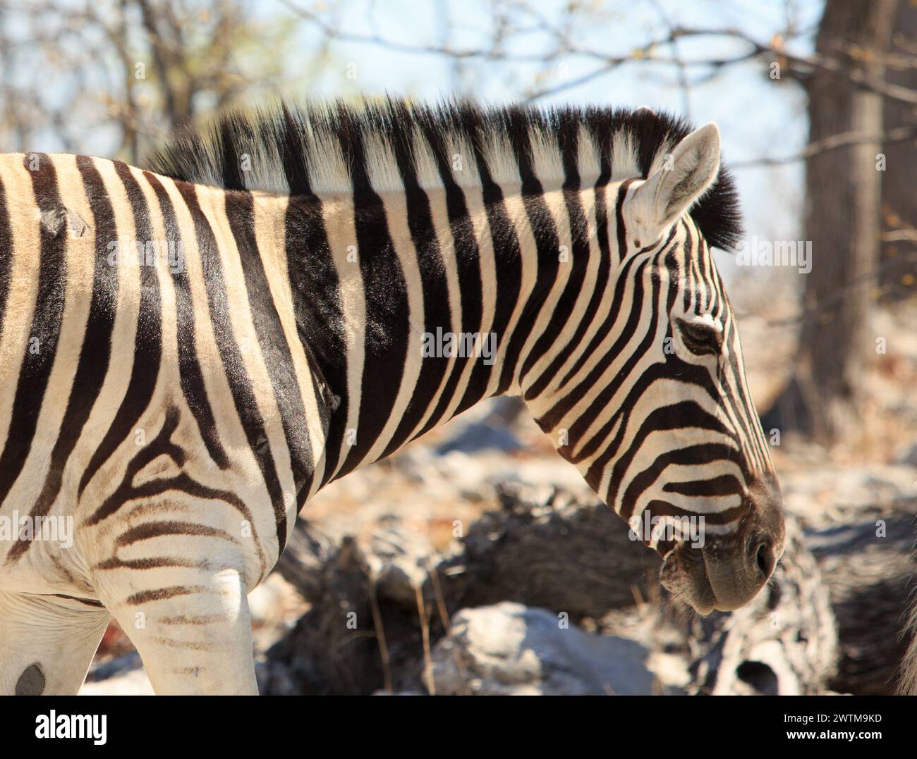 Gros plan d'une tête et d'un facer de zèbre Burchell avec une fourrure élégante et une crinière. Parc national d'Etosha, Namibie, Afrique Banque D'Images