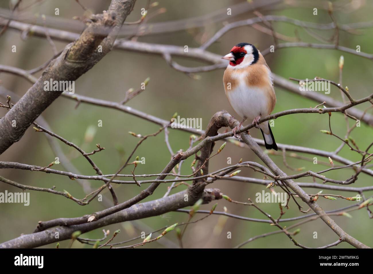 Goldfinch Carduelis x2, barres d'aile jaune vif blanc croupe rouge et blanc visage noir chapeau descendant les côtés des flancs de chamois de cou et dos blanc dessous Banque D'Images