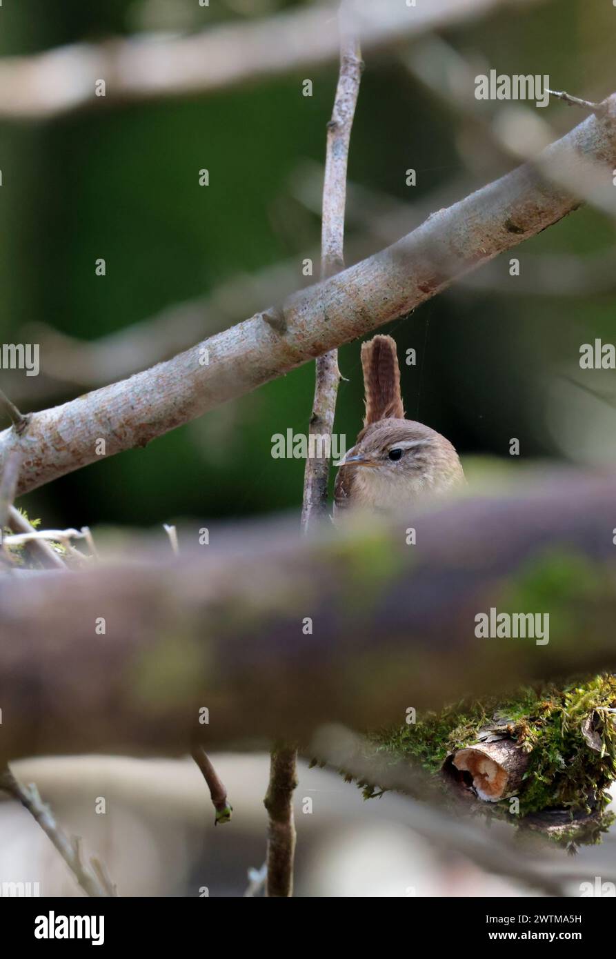 Wren troglodytes x2, petit oiseau brun foncé fine aiguille comme bec courte queue souvent armée fine barrant sur la queue et les ailes ligne pâle au-dessus de l'oeil buff ci-dessous Banque D'Images
