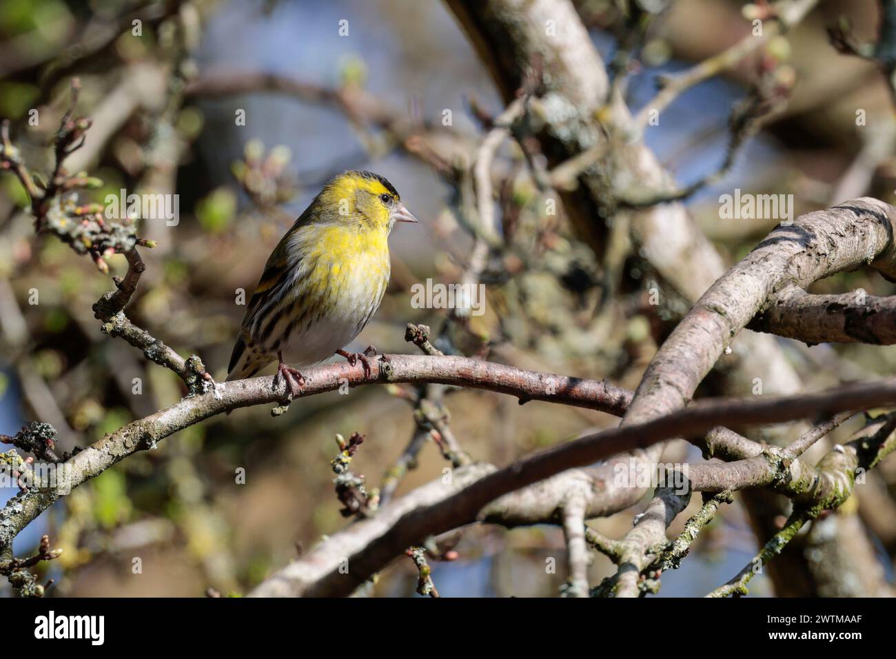 Siskin Carduelis spinus, oiseau mâle bavoir noir et front jaune vif et vert plumage jaune barres d'aile et croupe saison de printemps UK dans l'arbre Banque D'Images