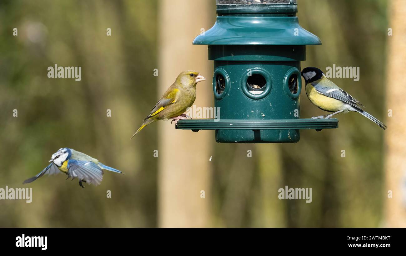 Un Greenfinch et un Great Tit utilisent une mangeoire d'oiseaux d'hiver comme un Blue Tit décolle. Banque D'Images