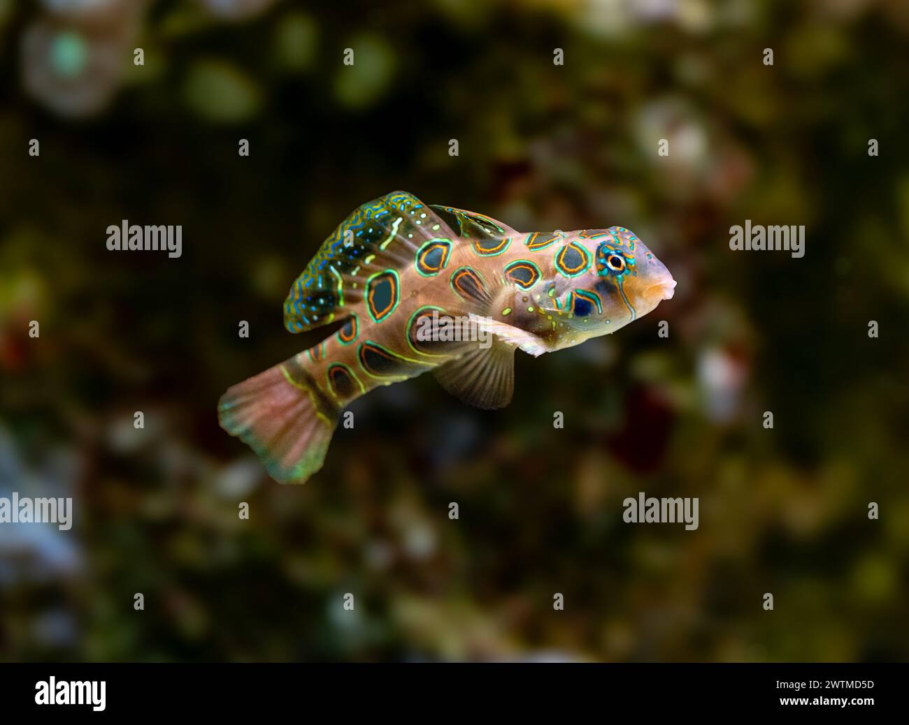 Le pittoresque dragonet (Synchiropus picturatus) est un membre aux couleurs vives de la famille des dragons originaire du Pacifique Indo-Ouest Banque D'Images