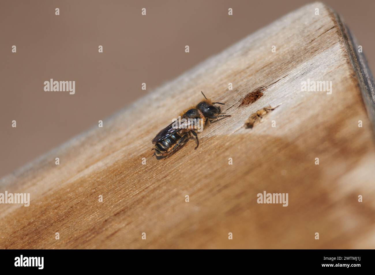 Petite abeille maçon, Osmia, sur planche de bois dans le parc naturel Lagunas de la Mata, Espagne Banque D'Images
