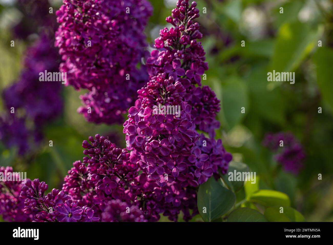 Art de fond de printemps avec des fleurs de lilas violet foncé à la lumière ensoleillée Banque D'Images