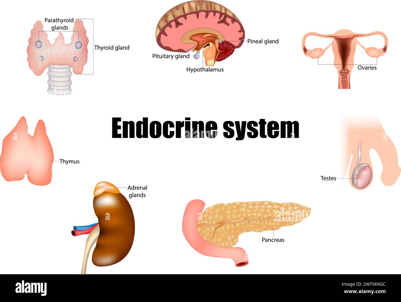 Glandes majeures du système endocrinien. Glande pinéale, hypophyse, pancréas, ovaires, testicules, glande thyroïde, glande parathyroïde, hypothalamus et Illustration de Vecteur