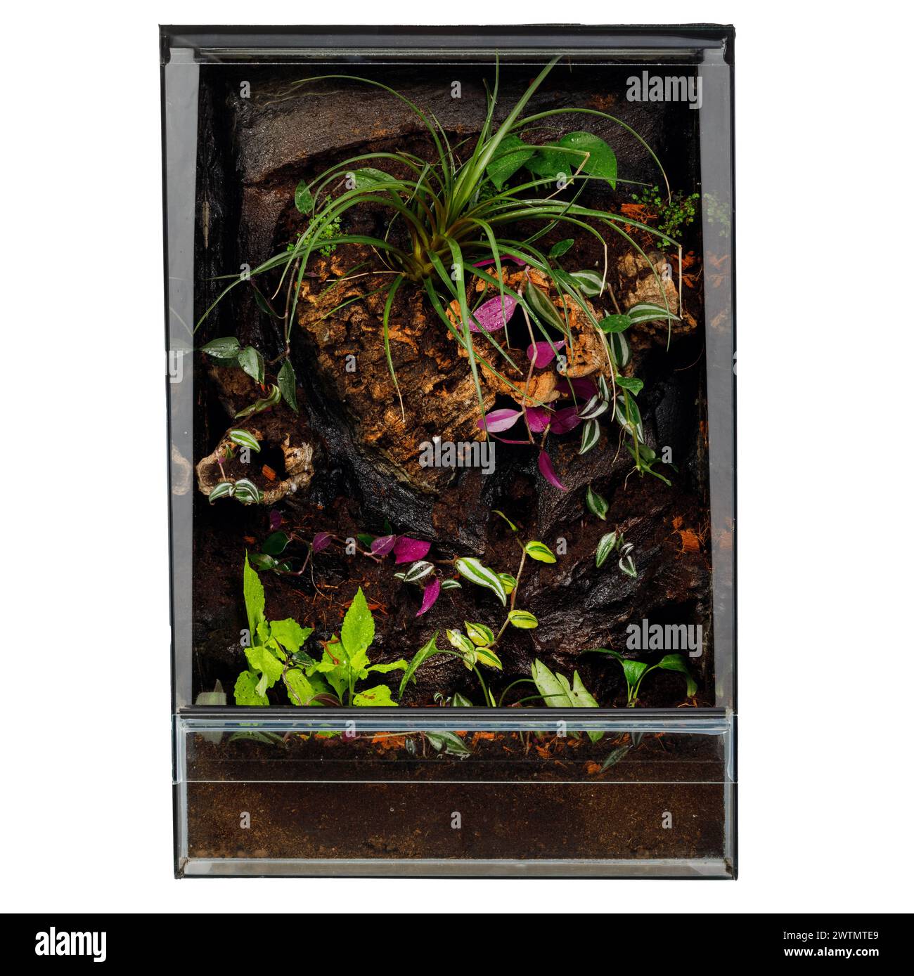 Écosystème miniature vibrant avec des plantes exotiques dans un terrarium vertical Banque D'Images