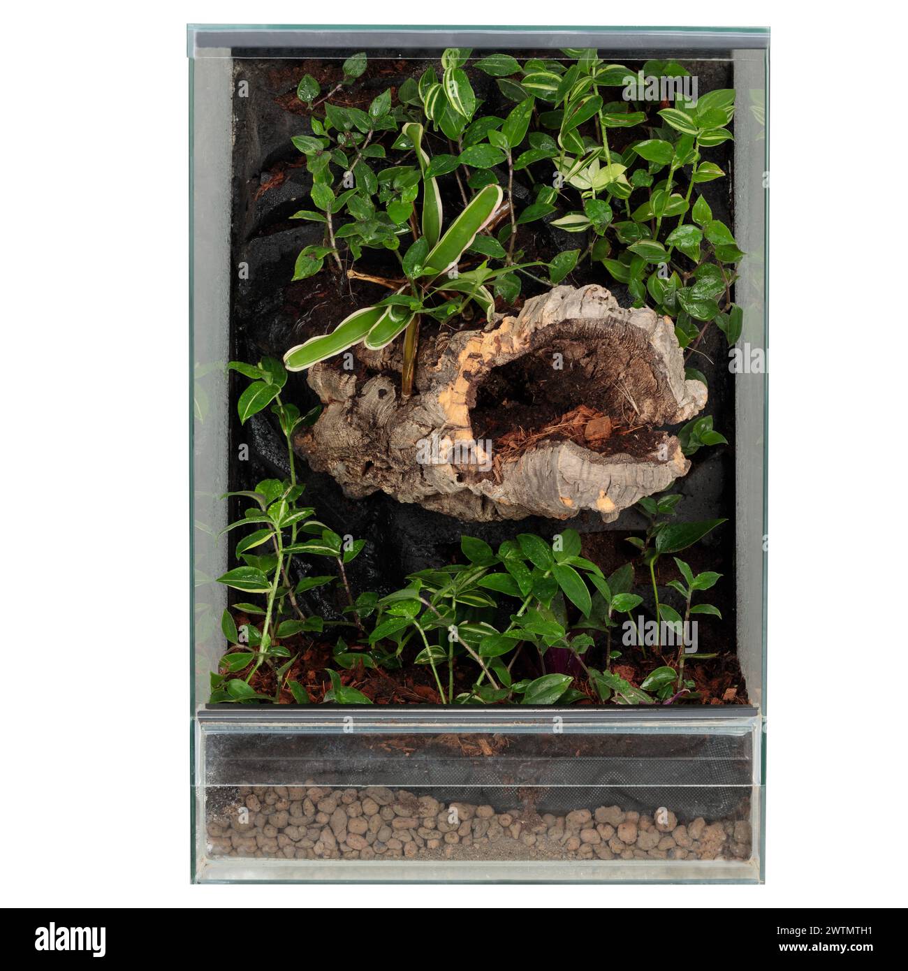 Mini écosystème florissant avec feuillage luxuriant et bois flotté dans un terrarium en verre Banque D'Images