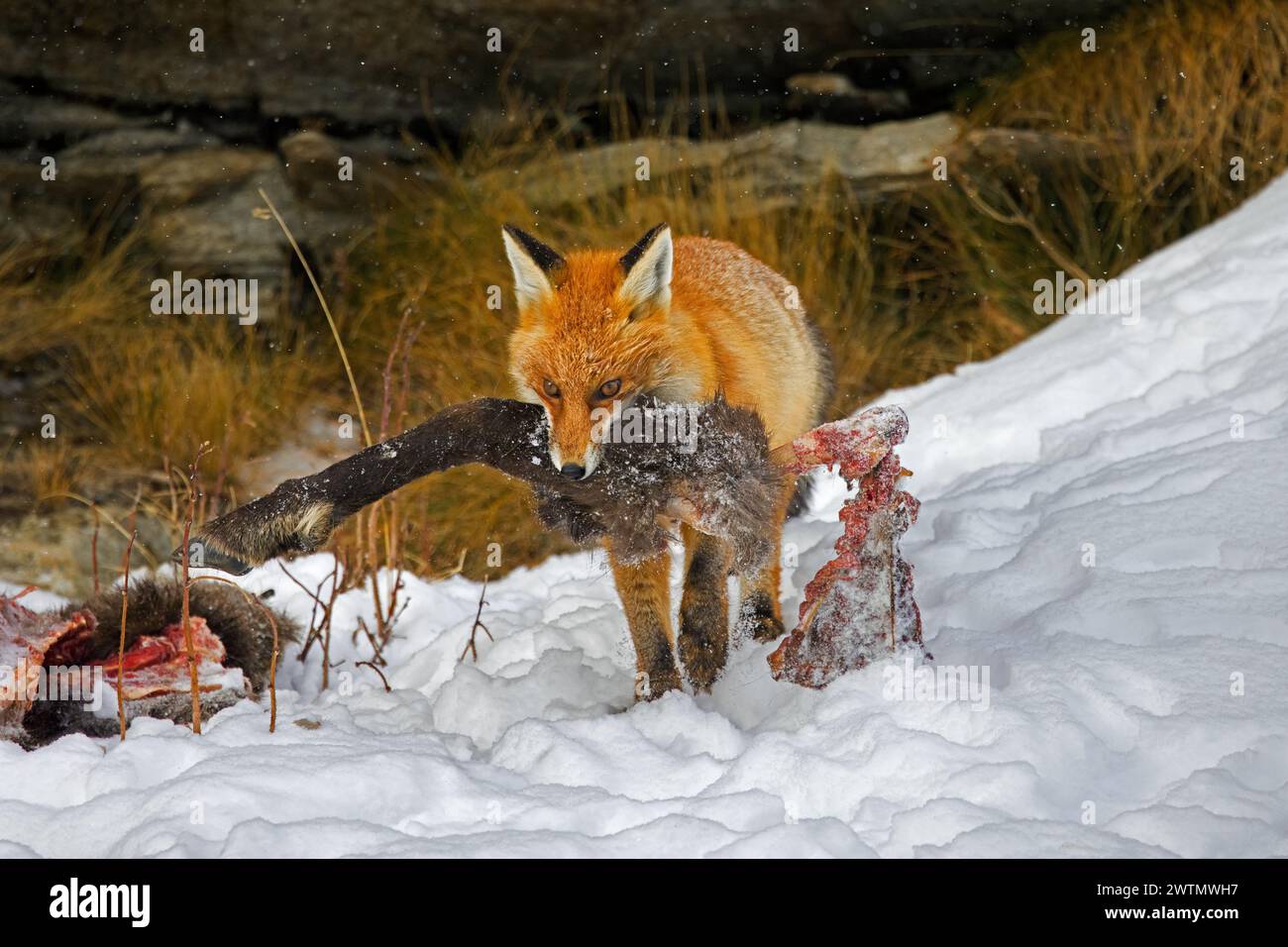 Renard roux (Vulpes vulpes) s'éloignant dans la neige avec une jambe de chamois tué / périt en hiver dans les Alpes Banque D'Images