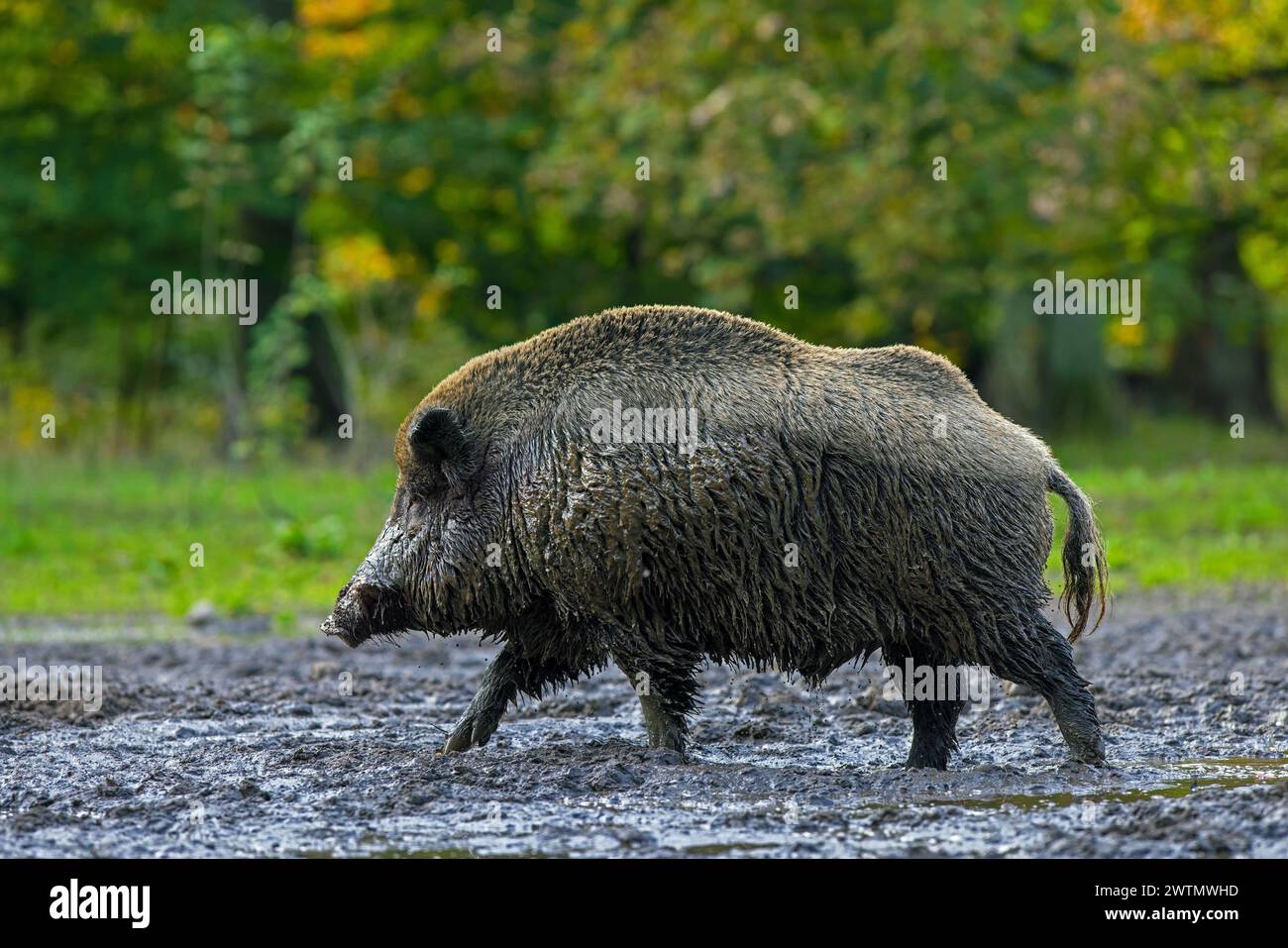 Sanglier solitaire (sus scrofa) mâle recouvert de boue après avoir pris un bain de boue / vautère dans le bourbier en forêt en automne / automne Banque D'Images