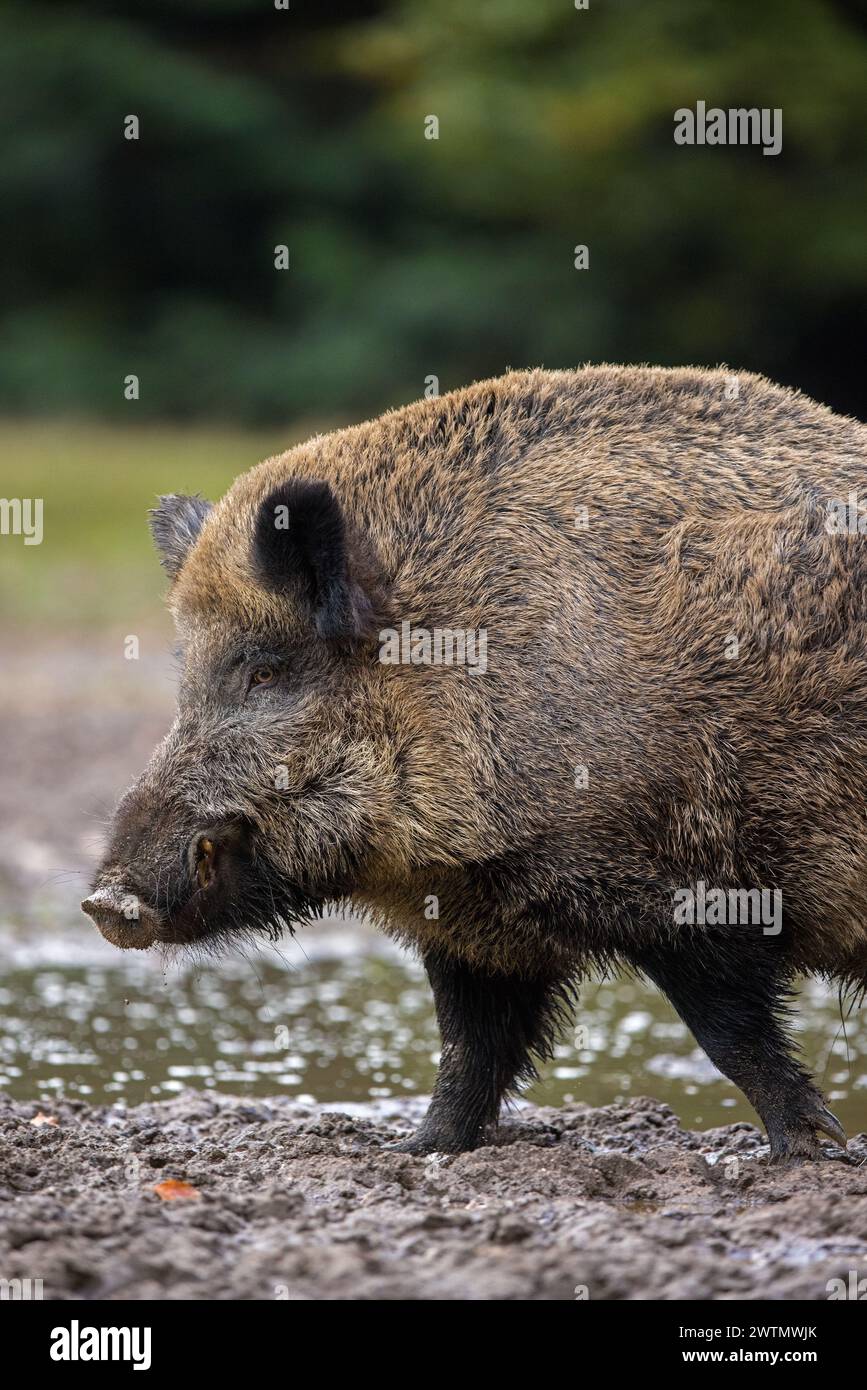 Sanglier solitaire (sus scrofa) gros plan portrait de mâle debout dans la boue de bourbier dans la forêt / bois Banque D'Images