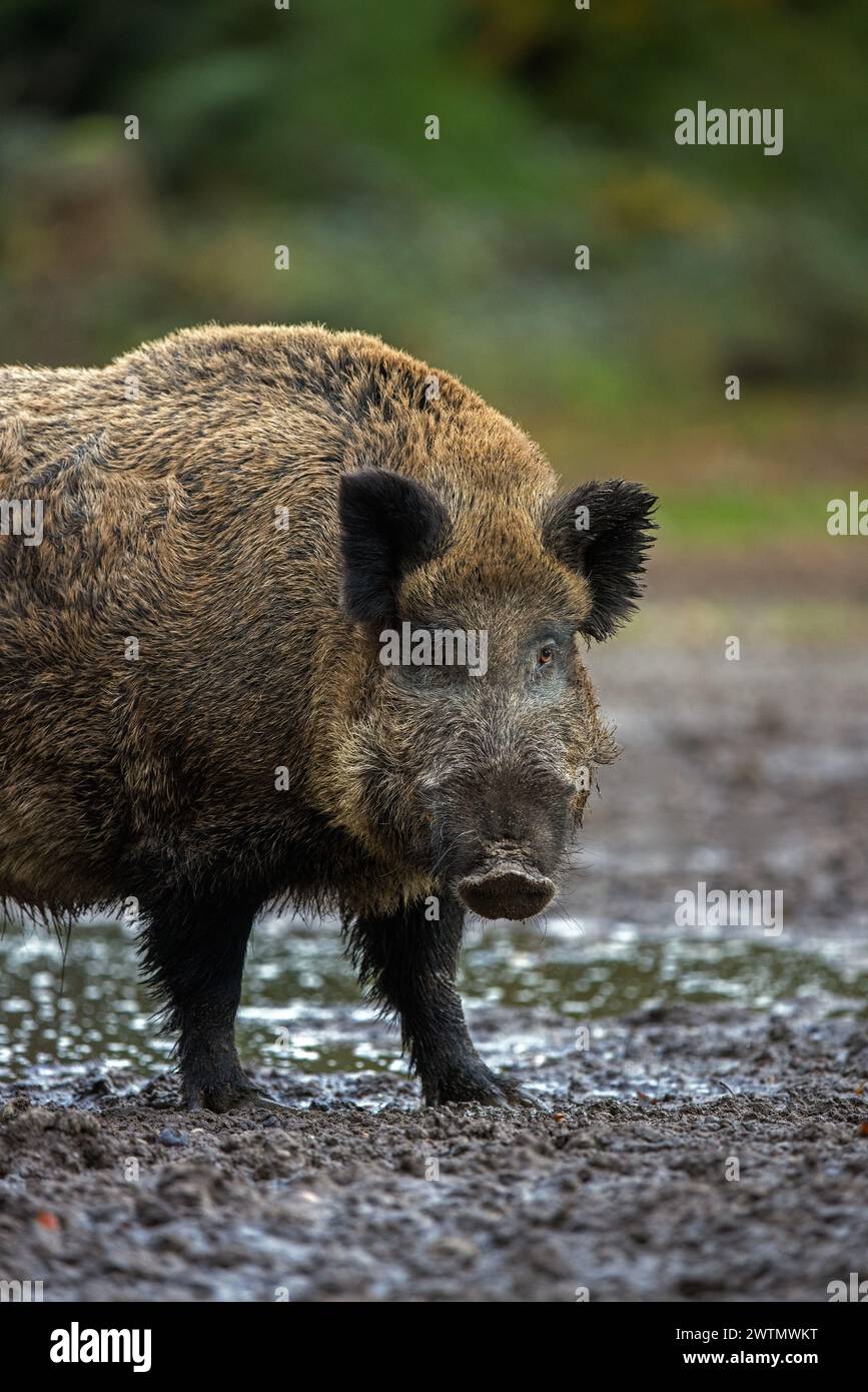 Sanglier solitaire (sus scrofa) gros plan portrait de mâle debout dans la boue de bourbier dans la forêt / bois Banque D'Images