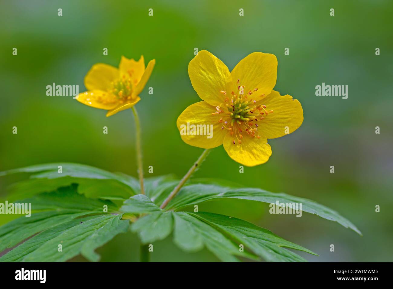 Anémone de bois jaune / anémone de buttercup (Anemone ranunculoides / Anemanthus ranunculoides) en fleur en forêt au printemps Banque D'Images