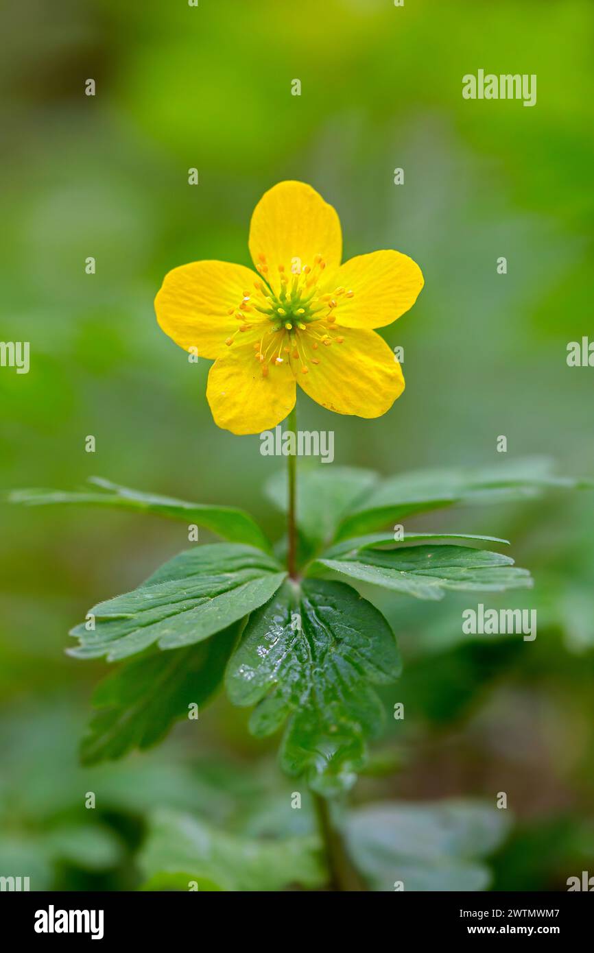 Anémone de bois jaune / anémone de buttercup (Anemone ranunculoides / Anemanthus ranunculoides) en fleur en forêt au printemps Banque D'Images