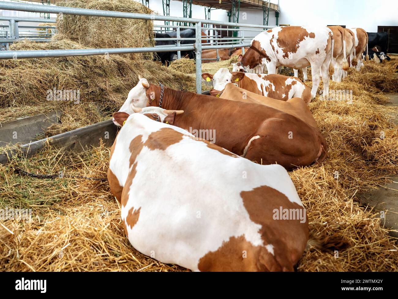 Vaches blanches rouges dans la ferme bio agricole. Bétail et vaches. Banque D'Images