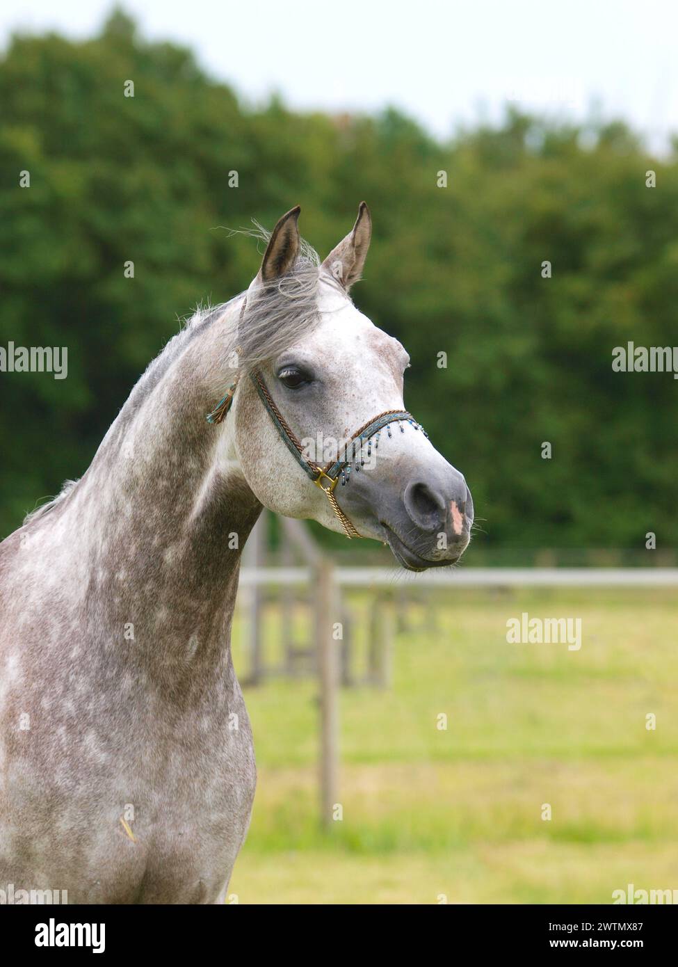 Une photo de tête d'un joli cheval gris dans un licol de spectacle. Banque D'Images